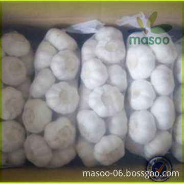 export fresh vegetables natural pure white garlic 5.5+ in China